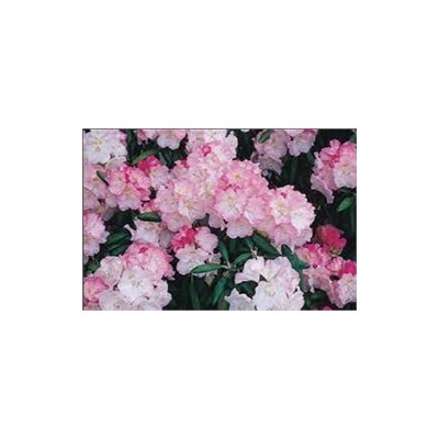 Rhododendron  Ken Jeneck