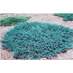 Можжевельник горизонтальный (Juniperus horizontalis Blue Chip C2 20-25)