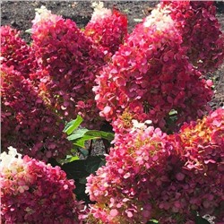 Hydrangea paniculata `Red Velvet` С3