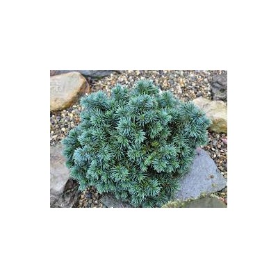 Picea pungens 'Hulsdonk Mini'	15-20 cm cont. 3,0L