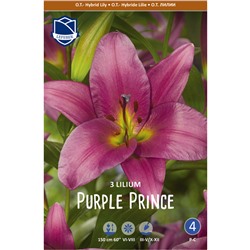 Лилия Purple Prince