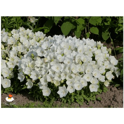 Колокольчик карпатский (Campanula carpatica `Pearl White`) С2