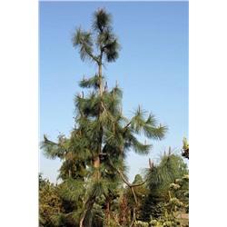 Сосна	Pinus	pon. Pendula С5