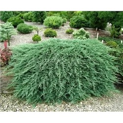 Juniperus horizontalis "Wiltoni"