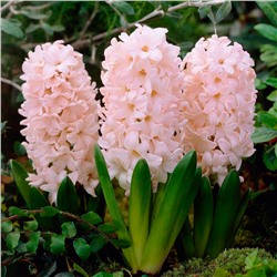 Hyacinth	Гиацинт	China Pink (5 шт)