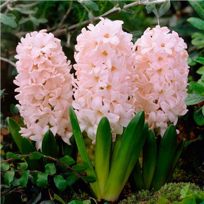 Hyacinth	Гиацинт	China Pink (5 шт)