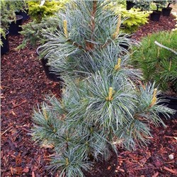 Pinus koraiensis 'Silveray'  C5	25/35
