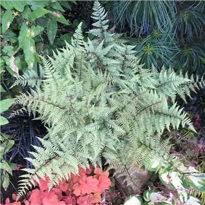 Athyrium niponicum 'Metallicum'