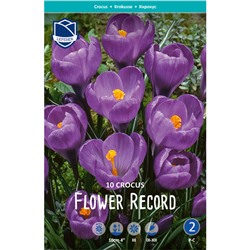 Крокус Flower Record