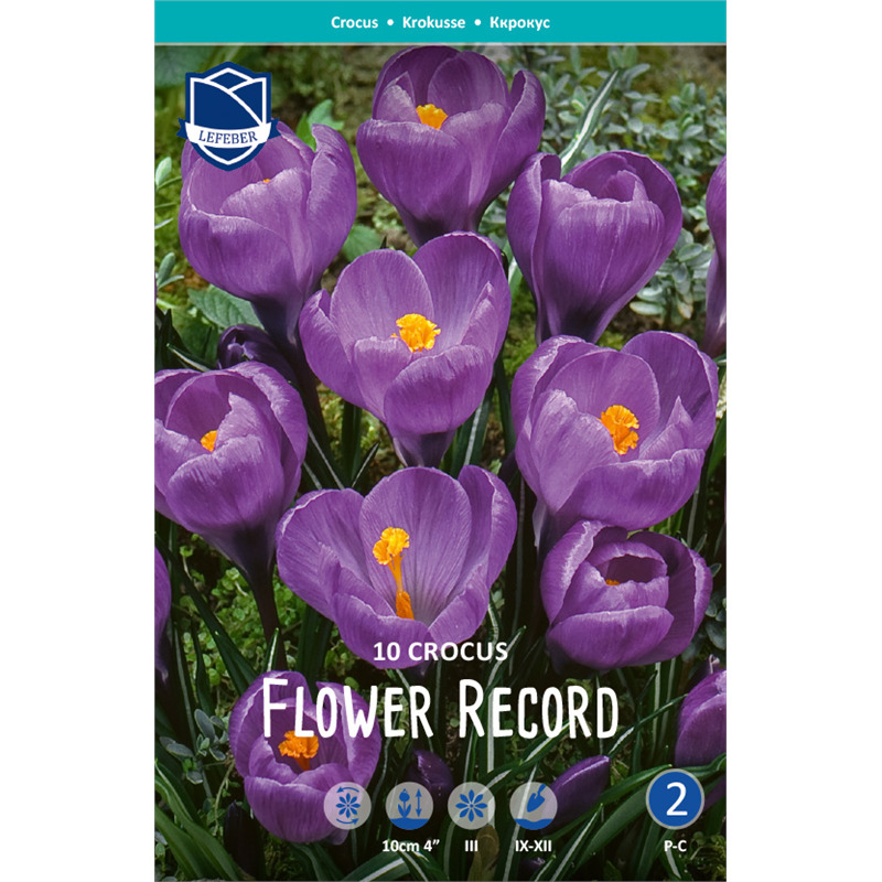 Фото крокус flower record