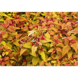 Spiraea japonica `Hubert Gold`