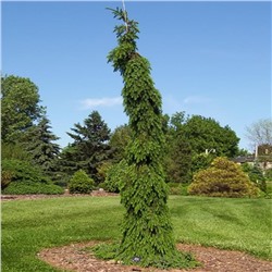 Picea omorika 'Pendula Bruns' C4