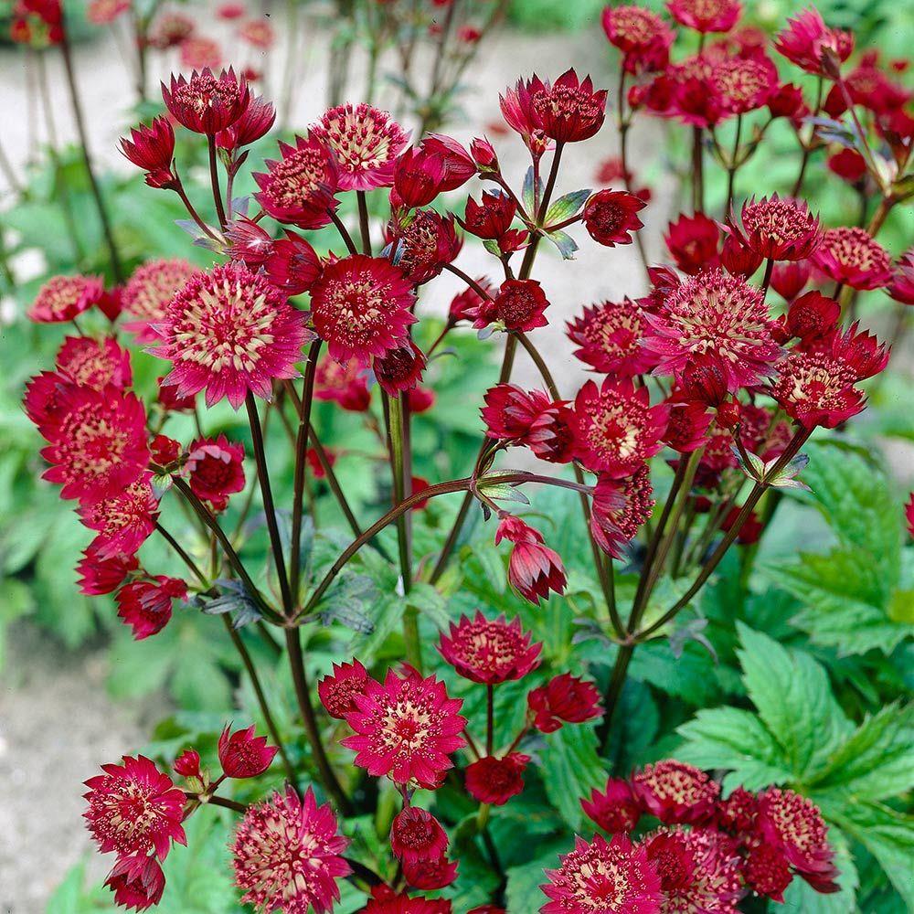 Астранция Astrantia Major Claret