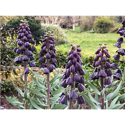 Fritillaria	Фритиллярия	persica (1 шт)