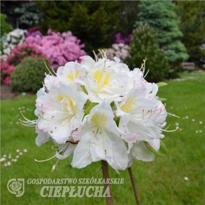Rhododendron (Род-н) Silver Slipper   C5