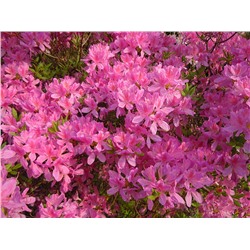Rhododendron (Род-н) canadense