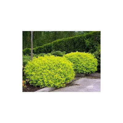 Spiraea japonica Golden Princess