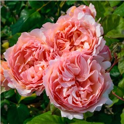Роза Princess Ch. De Monaco штамб 60 см