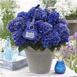 Hydrangea macrophylla Music Collection Blue Boogiewoogie