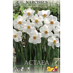 Narcissus	Нарцисс	Actaea (5 шт)