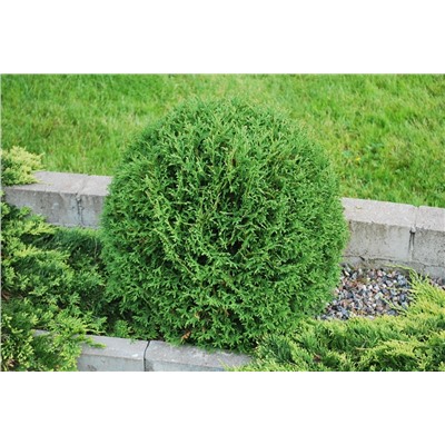 Thuja occidentalis Hoseri