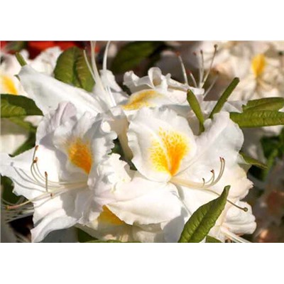 Rhododendron (Род-н) Silver Slipper   C5