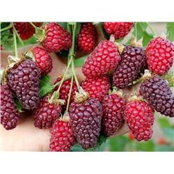 Rubus	Ежемалина	frut. x id. Tayberry