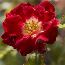 Роза канадская Рут