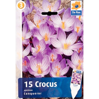 Crocus	Крокус	Conqueror (20 шт)