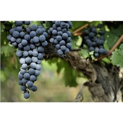 Виноград винный Ливадийский черный