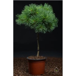 Pinus	strob. Bergmans Mini