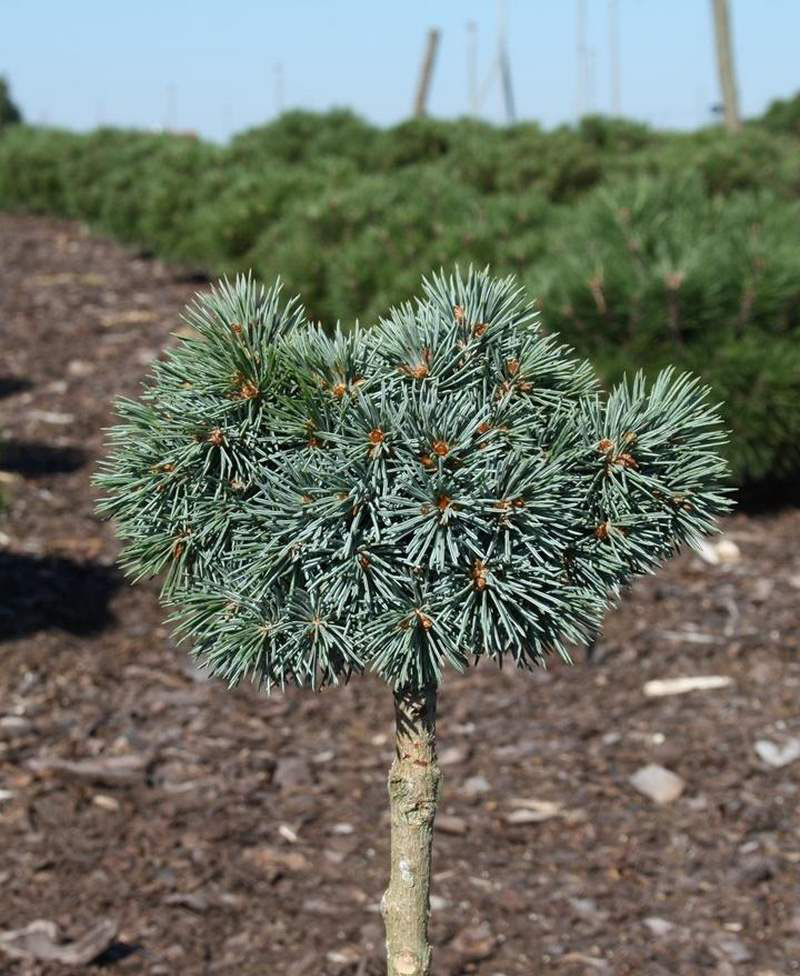 Ель медуза на штамбе. Picea engelmannii Hobo. Ель Энгельмана Lobo. Ель Энгельмана Буш Лейс. Picea engelmannii Nefertiti.