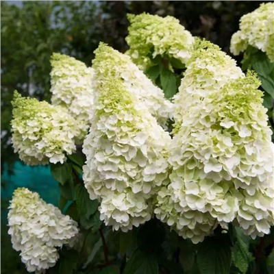 Hydrangea paniculata Magical Moonlight