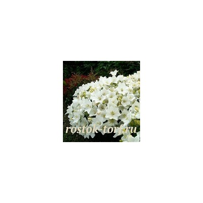 Колокольчик карпатский (Campanula carpatica `Pearl White`) С2