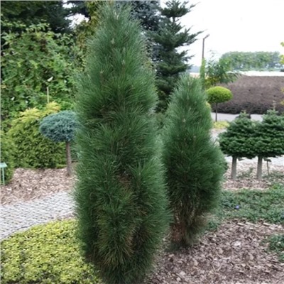 Сосна	Pinus	nig. Green Tower	C5