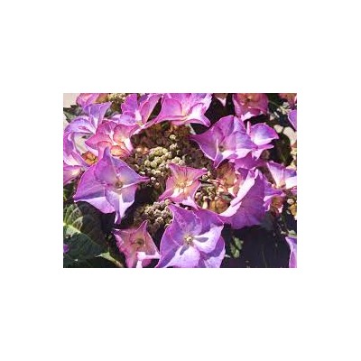 Гортензия крупнолистная Royalty Collection Tiffany Purple