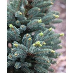 Picea likiangensis 'Mittenwald'