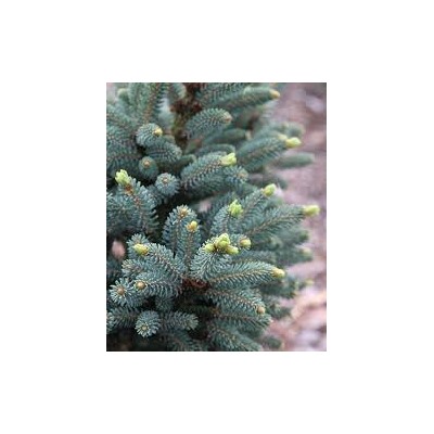 Picea likiangensis 'Mittenwald'