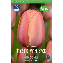 Тюльпан Mystic van Eyck Фасовка 10