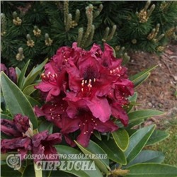 Kali - Rhododendron hybridum C5