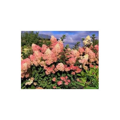 Hydrangea paniculata Sundae Fraise