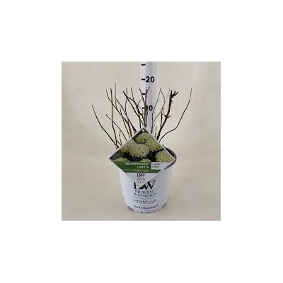 Гортензия древовидная (Hydrangea arb  BellaRagazza Limetta)