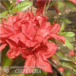 Азалия	Rhododendron	Doloroso