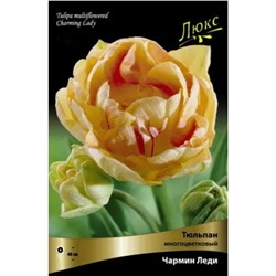 Tulipa	Тюльпан	Charming Lady (10 шт)