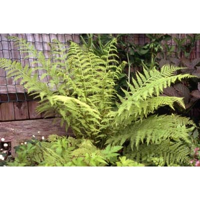 Athyrium filix-femina