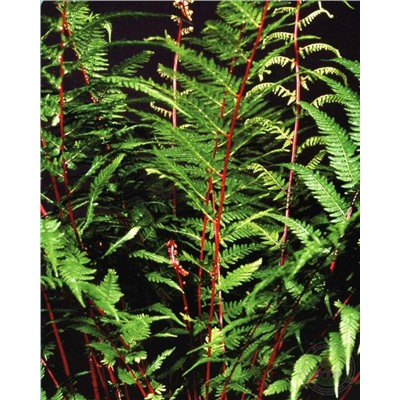 Athyrium filix-femina  Lady in Red