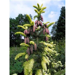 Picea omorika 'Filip's Spring Sensation' C5 40/50