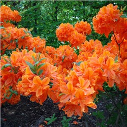 Rhododendron (Род-н) Speks Orange C5