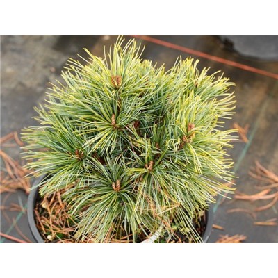 Pinus koraiensis 'Golden Eye' 	20-25 cm cont. 5,0L