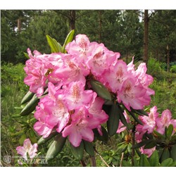 Rhododendron Eija С5